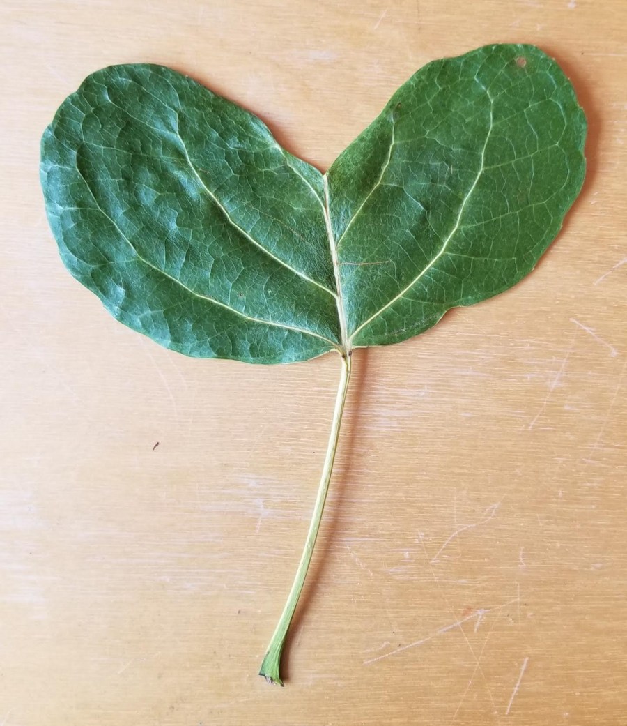 Gift from the universe after I was contemplating healing my heart.